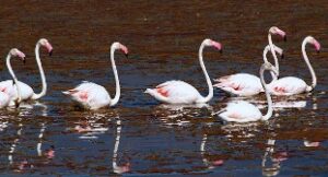 birding sites spain, Flamencos Las Salinas Calpe