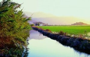 birding holidays Spain, La Albufera