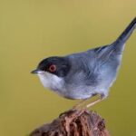 bird watching spain, Sardinian warbler (Sylvia melanocephala