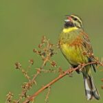 Cirl bunting, bird observation Spain