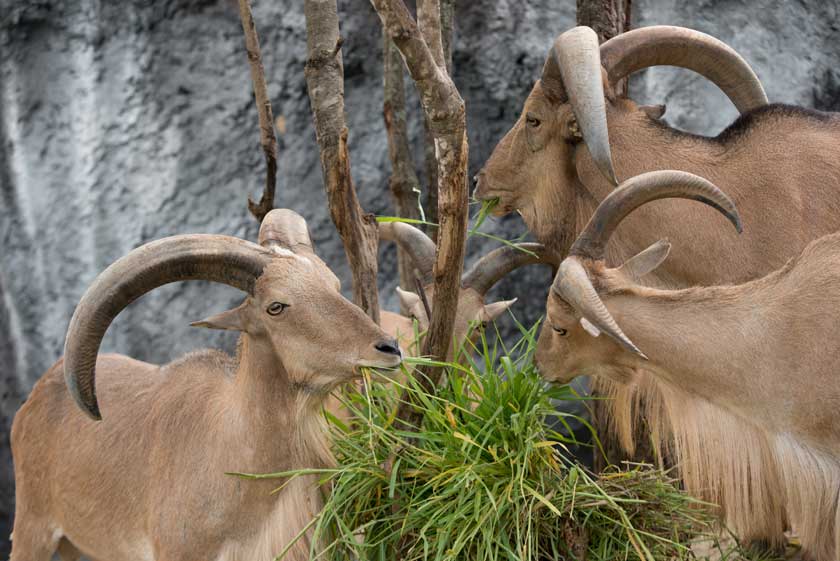 Barbary sheep seen during your hiking holidays in Spain 