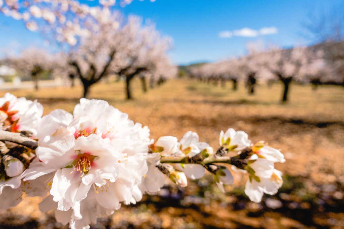 Almond blossom in the Jalon Valley 